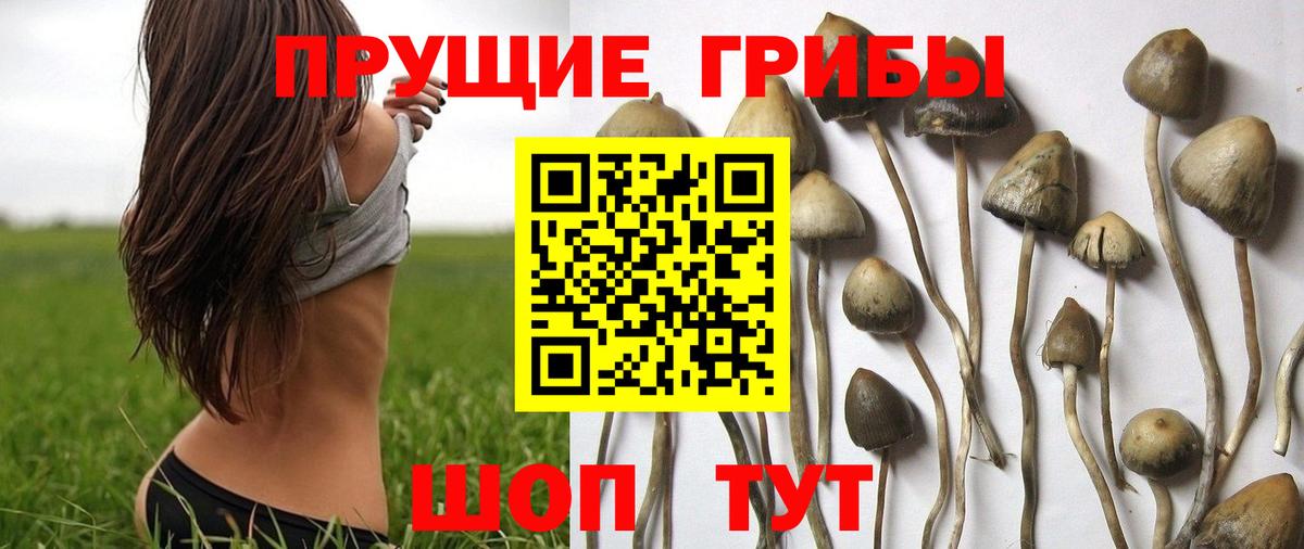 Галлюциногенные грибы ЛСД  Вход с VPN  Псилоцибиновые грибы Psilocybine cubensis  Котельники 